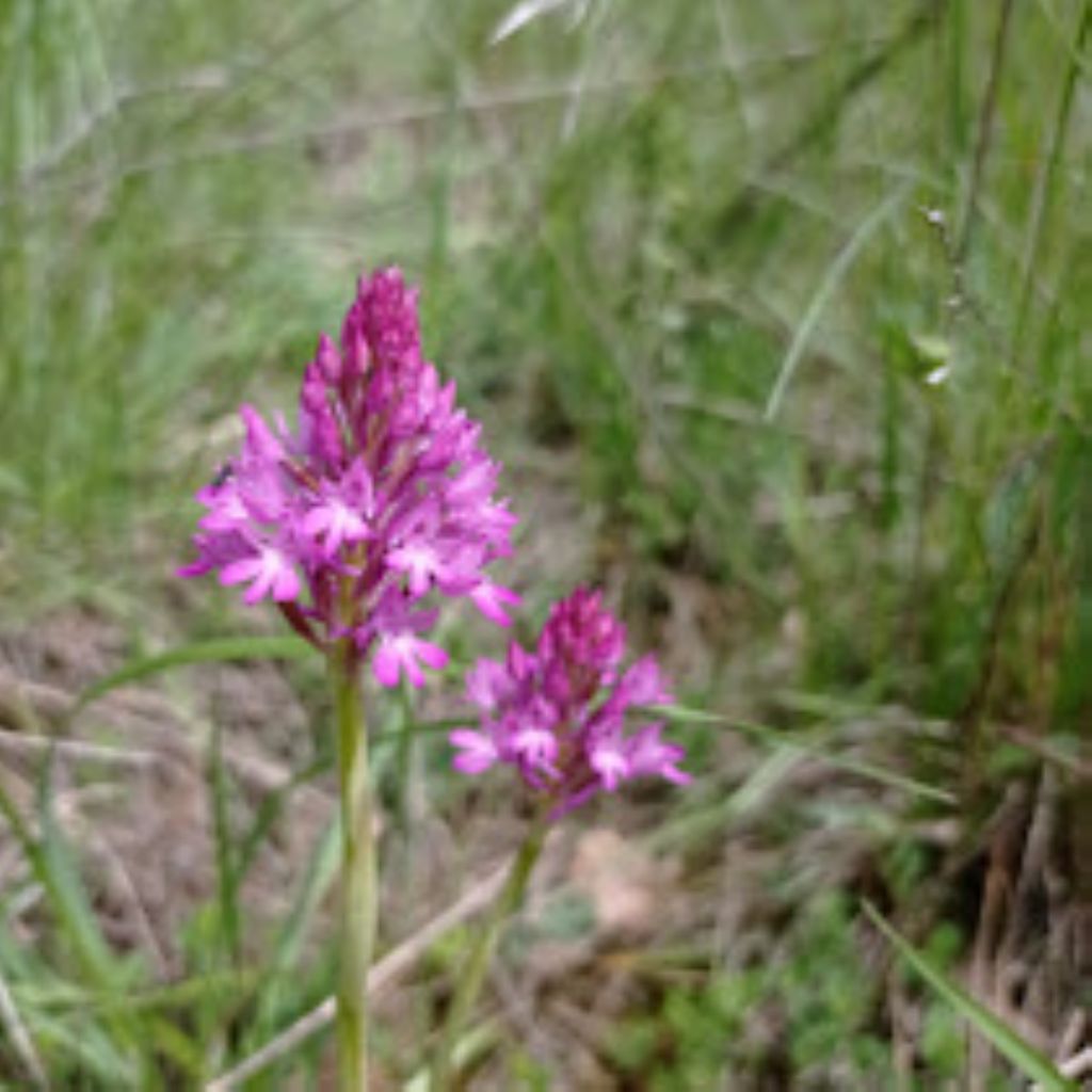 Orchidee Poggi di Monte